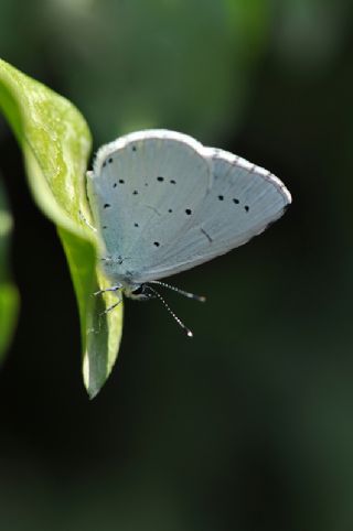 Kutsal Mavi (Celastrina argiolus)