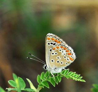 okgzl Esmer (Aricia agestis)