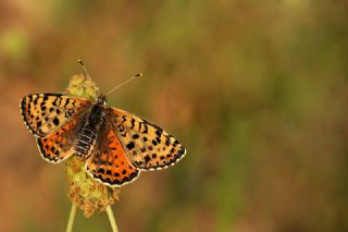 Benekli parhan (Melitaea didyma)