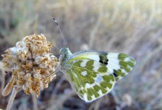 Yeni Beneklimelek (Pontia edusa)