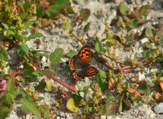Benekli Bakr Gzeli (Lycaena phlaeas)