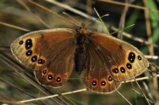 Uygur Gzelesmeri (Proterebia afra)