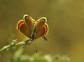 okgzl Esmer (Aricia agestis)