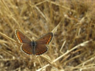 okgzl Esmer (Aricia agestis)