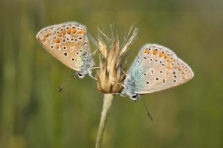 okgzl Mavi (Polyommatus icarus)