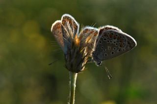 okgzl Mavi (Polyommatus icarus)