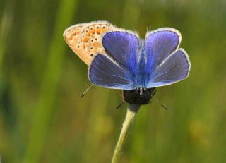 okgzl Mavi (Polyommatus icarus)