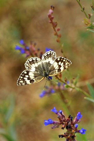 Anadolu Melikesi (Melanargia larissa)