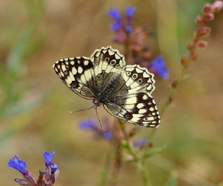Anadolu Melikesi (Melanargia larissa)