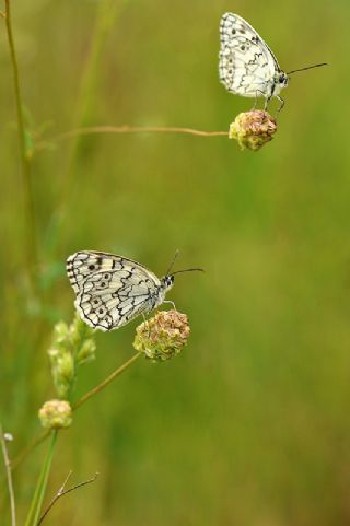 Anadolu Melikesi (Melanargia larissa)