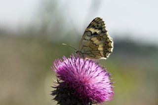 Anadolu Melikesi (Melanargia larissa)
