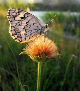 Anadolu Melikesi (Melanargia larissa)