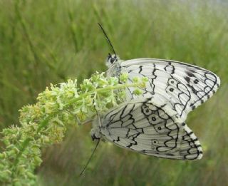 Anadolu Melikesi (Melanargia larissa)