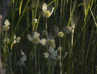 Anadolu Melikesi (Melanargia larissa)