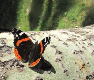 Atalanta (Vanessa atalanta)