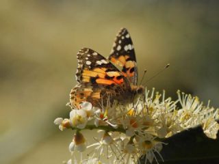 Diken Kelebei (Vanessa cardui)