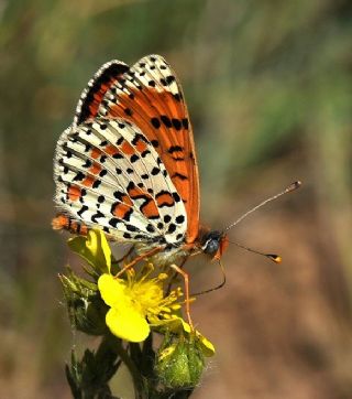 Benekli parhan (Melitaea didyma)