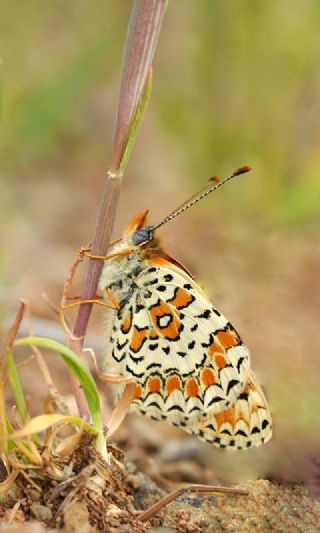 Benekli parhan (Melitaea didyma)