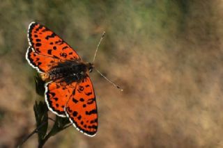 Benekli parhan (Melitaea didyma)