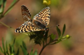 parhan (Melitaea cinxia)