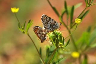 parhan (Melitaea cinxia)