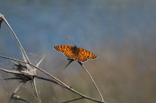 parhan (Melitaea cinxia)