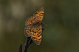 Cezayirli parhan (Melitaea ornata)