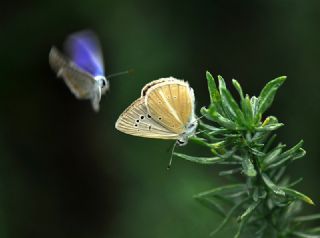 okgzl Anadolu Beyaz (Polyommatus menalcas)
