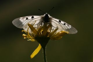 Dumanl Apollo (Parnassius mnemosyne)
