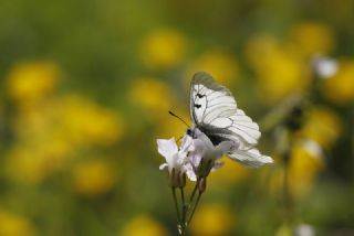 Dumanl Apollo (Parnassius mnemosyne)