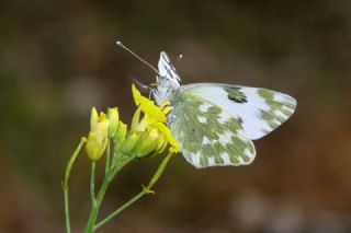Yeni Beneklimelek (Pontia edusa)