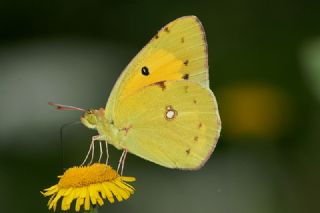 Sar Azamet (Colias croceus)