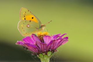 Sar Azamet (Colias croceus)