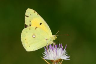 Sar Azamet (Colias croceus)