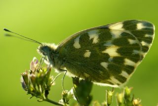 Yeni Beneklimelek (Pontia edusa)