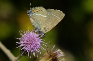 Gzel Sevbeni (Satyrium spini)