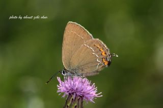 Byk Sevbeni (Satyrium ilicis)