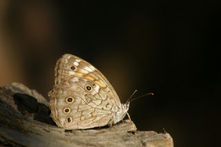 Aa Esmeri (Kirinia roxelana)