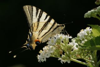 Erik Krlangkuyruk (Iphiclides podalirius)