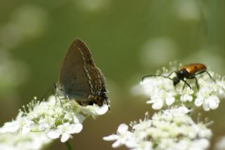 Sevbeni (Satyrium abdominalis)