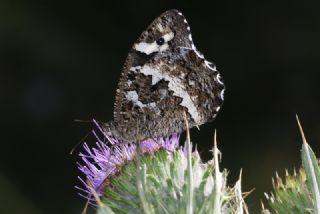 Kara Murat (Brintesia  circe)