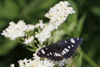 Akdeniz Hanmeli Kelebei (Limenitis reducta)