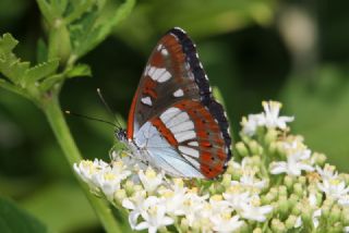Akdeniz Hanmeli Kelebei (Limenitis reducta)