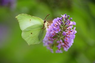 Orakkanat (Gonepteryx rhamni)