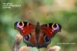 Tavus Kelebei (Inachis io)