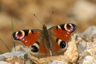 Tavus Kelebe�i&nbsp;(Inachis&nbsp;io)