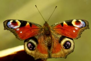 Tavus Kelebei (Inachis io)