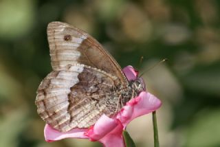 Byk Karamelek (Hipparchia syriaca)