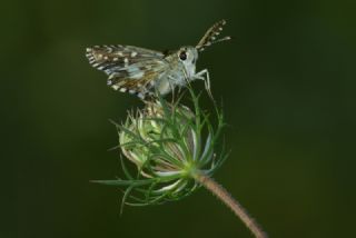 Ebegmeci Zpzp (Pyrgus malvae)