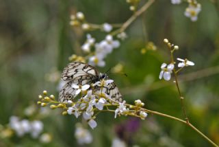 Uygur Melikesi (Melanargia russiae)